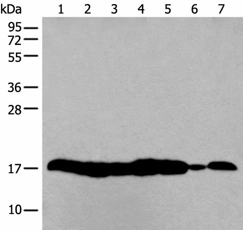 Western blot analysis of 293T and NIH/3T3 cell Mouse liver tissue HUVEC cell lysates using HIST1H3A Polyclonal Antibody at dilution of 1:250