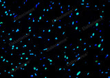 Paraffin embedded rat heart was treated with DNAse I to fragment the DNA. DNA strand breaks showed intense fluorescent staining in DNAse I treated sample (green). The cells were counterstained with DAPI (blue).This photo was taken by confocal microscope.