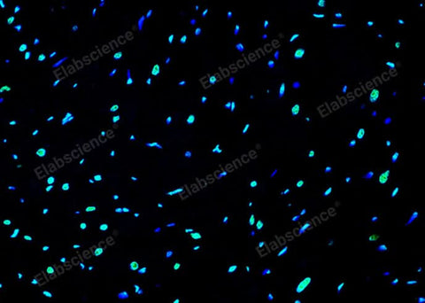 Paraffin embedded rat heart was treated with DNAse I to fragment the DNA. DNA strand breaks showed intense fluorescent staining in DNAse I treated sample (green). The cells were counterstained with DAPI (blue).This photo was taken by confocal microscope.
