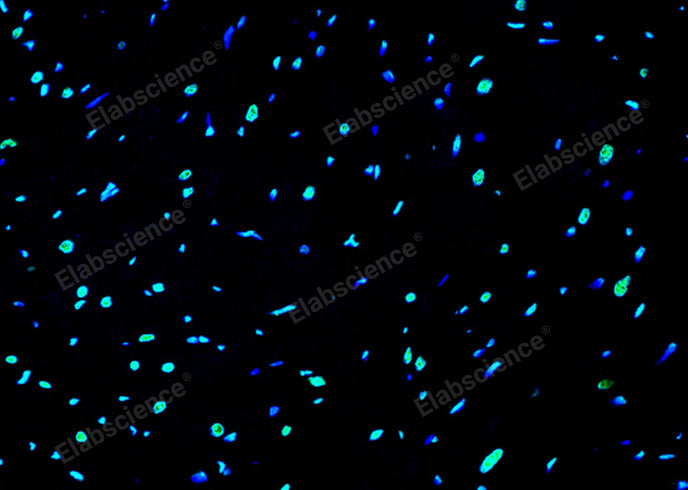 Paraffin embedded rat heart was treated with DNAse I to fragment the DNA. DNA strand breaks showed intense fluorescent staining in DNAse I treated sample (green). The cells were counterstained with DAPI (blue).This photo was taken by confocal microscope.