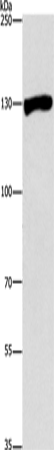 Anti-Human/Mouse UPF1 Antibody - ABMIUM