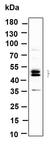 Anti-Human/Mouse/Rat JNK1, 2, 3 Antibody [B908]