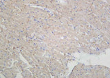 Anti-Human/Mouse/Rat pan Cadherin Antibody [B871]