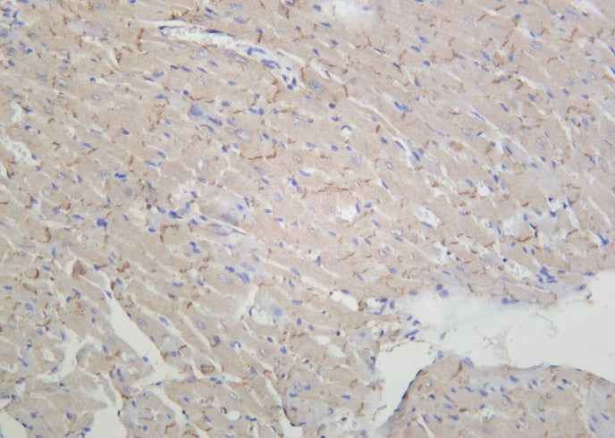 Anti-Human/Mouse/Rat pan Cadherin Antibody [B871]