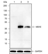Anti-Human MEK5 Antibody [A623]