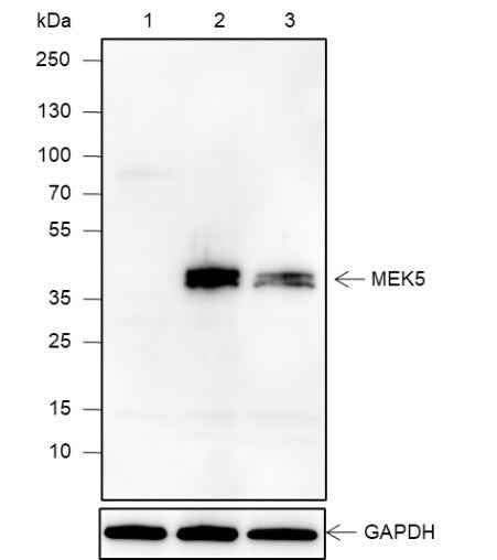 Anti-Human MEK5 Antibody [A623] - ABMIUM
