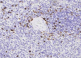 Anti-Human MZB1 Antibody [B208]