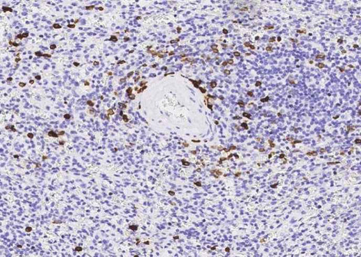 Anti-Human MZB1 Antibody [B208] - ABMIUM