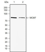 Anti-Human MCM7 Antibody [A782] - ABMIUM
