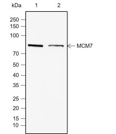Anti-Human MCM7 Antibody [A782] - ABMIUM