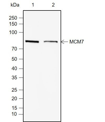 Anti-Human MCM7 Antibody [A782] - ABMIUM