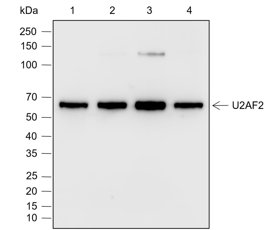 Anti-Human/Rat/Mouse U2AF2 Antibody [A778] - ABMIUM