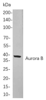 Anti-Human Aurora B Antibody [B849]