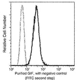 Anti-Human CBLIF Antibody [B366]