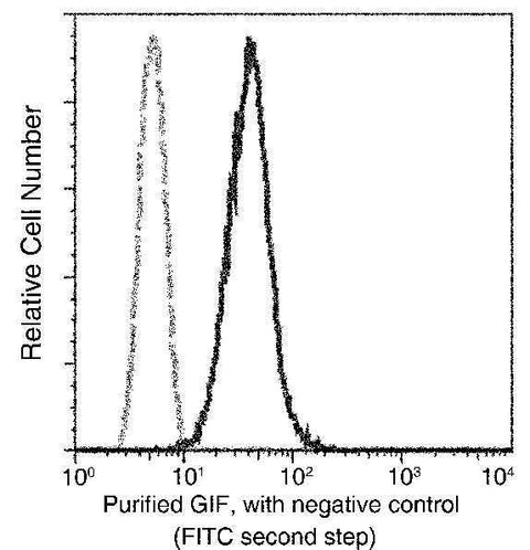 Anti-Human CBLIF Antibody [B366] - ABMIUM