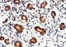 Anti-Human P4HB Antibody [A1039] - ABMIUM