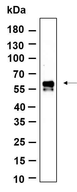 Anti-Human IRF3 Antibody [B1151] - ABMIUM
