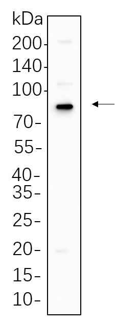 Anti-Human/Mouse/Rat p63 Antibody [B654] - ABMIUM