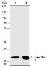 Anti-Human/Rat/Mouse Caveolin-3 Antibody [A631]