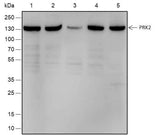 Anti-Human/Rat/Mouse PRK2 Antibody [A515]