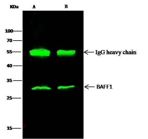 Anti-Human TNFSF13B Antibody [A1287] - ABMIUM