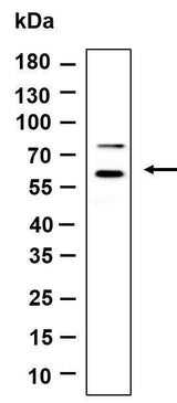 Anti-Human/Mouse/Rat HspA14 Antibody [B986]