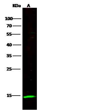 Anti-Human NCR3 Antibody [B261] - ABMIUM