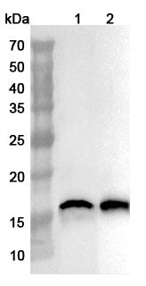 Anti-AIF1 Polyclonal Antibody binds to Mouse AIF1 Recombinant Protein, N-His in WB Assay