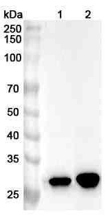 Anti-CA13 Polyclonal Antibody