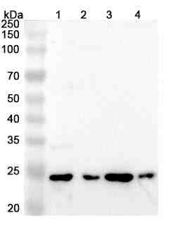 Anti-Chicken IL10 Polyclonal Antibody