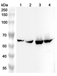 Anti-Human ALDH4A1 Polyclonal Antibody binds to Recombinant Human ALDH4A1 Protein, N-His in WB Assay