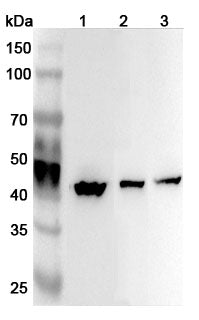 Anti-Human ATP6V1C1 Polyclonal Antibody binds to Human ATP6V1C1 Recombinant Protein, N-His in WB Assay