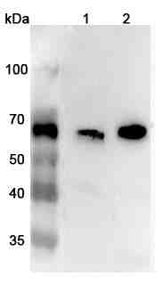 Anti-Human CARM1 Polyclonal Antibody
