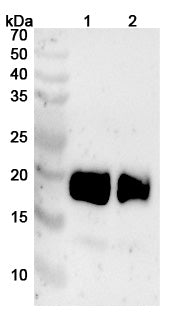 Anti-Human CD354/TREM1 (PY159) binds to Human CD354/TREM1 Recombinant Protein, C-Fc in WB Assay