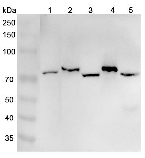 Anti-Human EXOC7 Polyclonal Antibody binds to Recombinant Human EXOC7 Protein, N-His in WB Assay