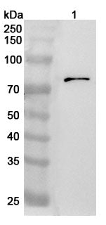Anti-Human GFPT1 Polyclonal Antibody binds to Recombinant Human GFPT1 Protein, N-His in WB Assay