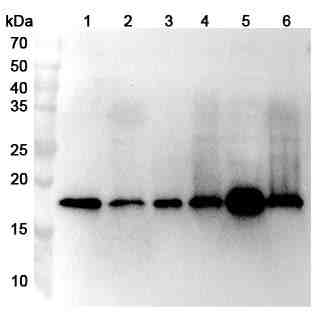 Anti-Human HSPB11 Polyclonal Antibody