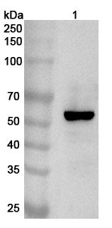 Anti-Human LPCAT1 Polyclonal Antibody binds to Human LPCAT1 Recombinant Protein, N-His in WB Assay