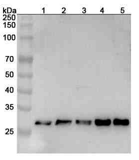 Anti-Human MED7 Polyclonal Antibody