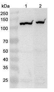 Anti-Human NLRP2 Polyclonal Antibody binds to Human NLRP2 Recombinant Protein, N-His in WB Assay