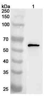 Anti-Human PYGO2 Polyclonal Antibody