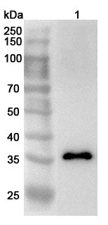 Anti-Human STX7 Polyclonal Antibody binds to Recombinant Human STX7 Protein, N-His in WB Assay