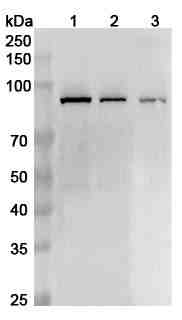 Anti-Human XRCC1 Polyclonal Antibody