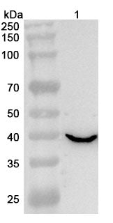 Anti-IVD Polyclonal Antibody binds to Human IVD Recombinant Protein, N-His in WB Assay