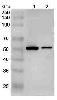 Anti-Mouse BTN2A2 Polyclonal Antibody