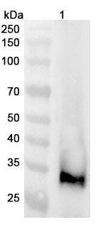 Anti-Mouse Klk1b1 Polyclonal Antibody binds to Mouse Klk1b1 Recombinant Protein, N-His in WB Assay