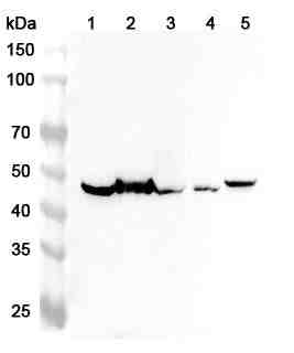 Anti-Mouse PLAUR Polyclonal Antibody