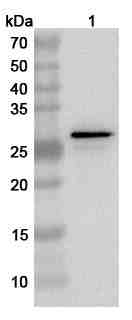 Anti-Mycoplasma pneumoniae P30 adhesin Polyclonal Antibody