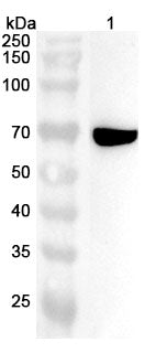 Anti-NDC80/HEC1 Polyclonal Antibody in WB Assay