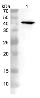 Anti-Nucleoprotein Polyclonal Antibody in WB Assay